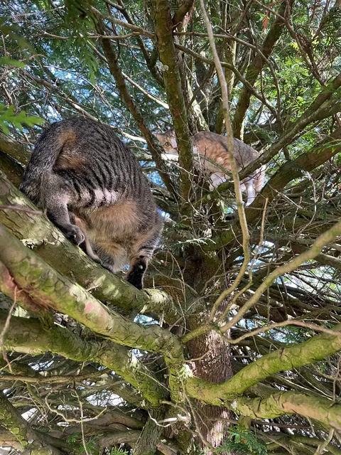 From the streets of Tunisia to the Alps, these two little rescued siblings finally found peace