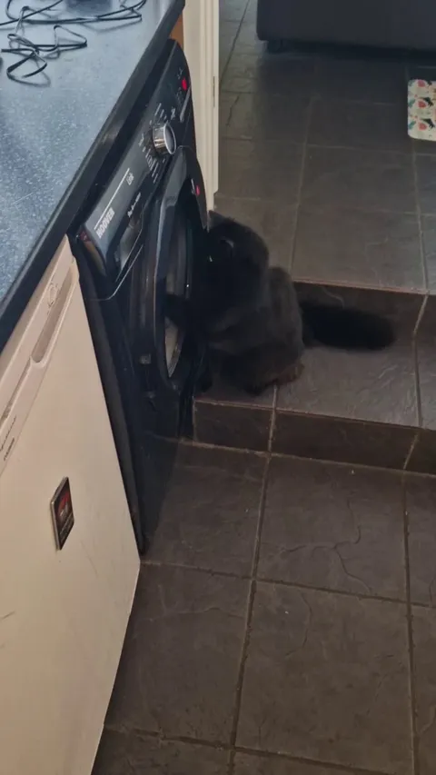 Hades has just turned 3, and this is the first time I've ever seen him do this. 