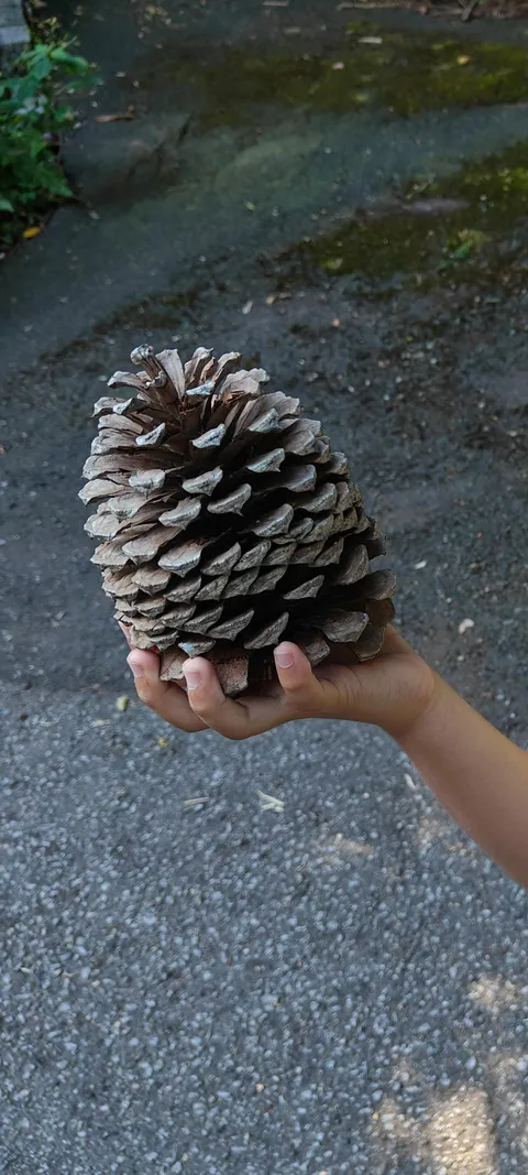 My 7 year old son found this huge pine cone and wanted to share it with everybody