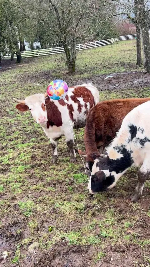 Ever wonder where the hellium balloons you let go of end up?