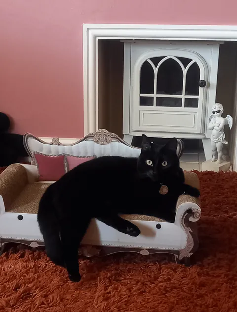 Photo Dump of my cat Hilda