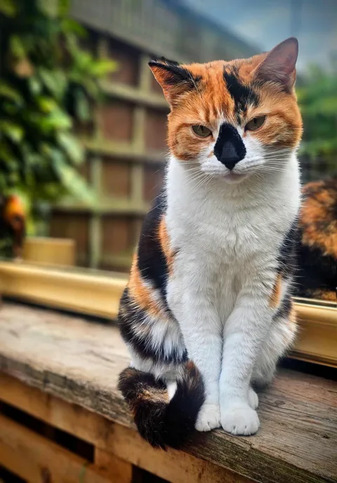 She lives a few houses over but spends 90% of her time in my garden