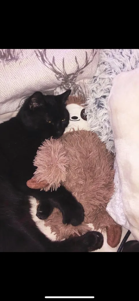 my darling boy of 18 years lost today. I love you