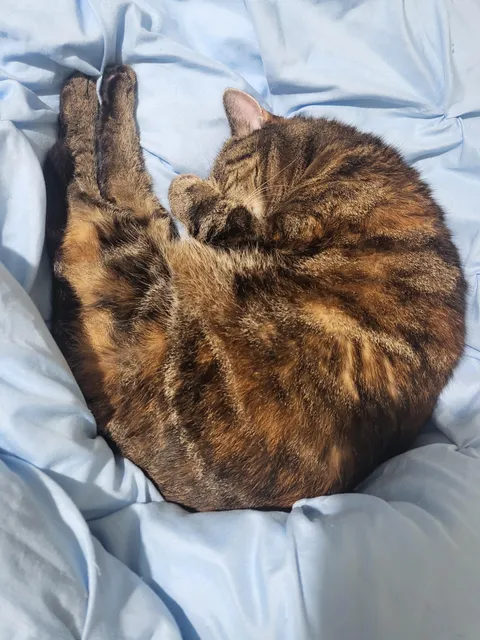 what do we call this sleeping position?