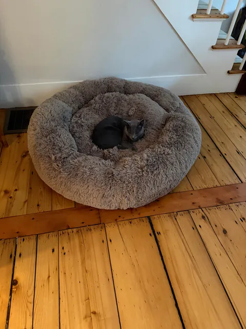 My mom got a big dog bed but the dog wasn’t interested. The cat was.
