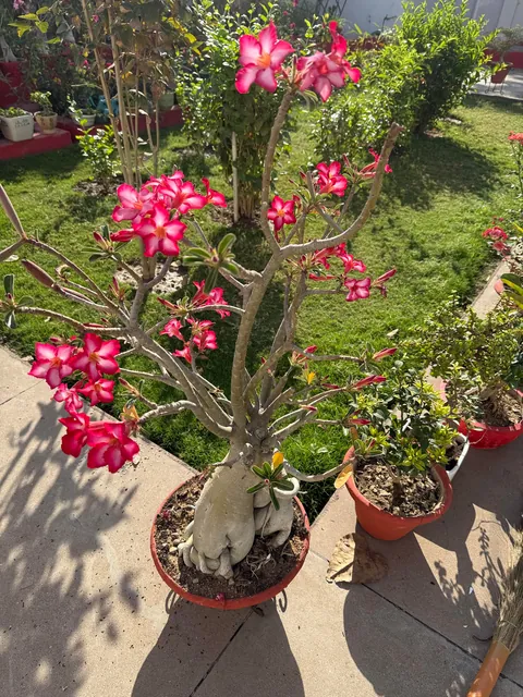 My mom’s desert rose she couldn’t show at an exhibition (bc it wasn’t blooming at the time)