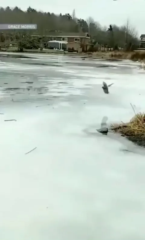 Duck curling