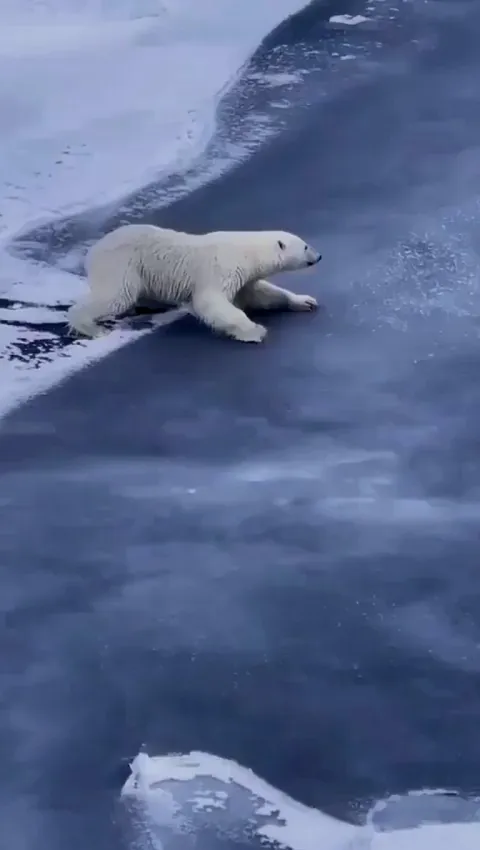 How polar bears cross thin ice.