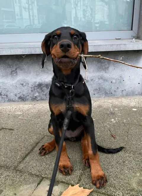 My fav funny pics of my two dogs Athena and Aurora