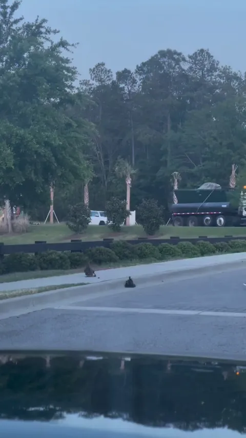 Just trying to get those ducklings off the road 