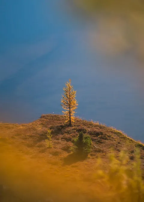 The Larch. Banff National Park. [OC] [1072x1500]