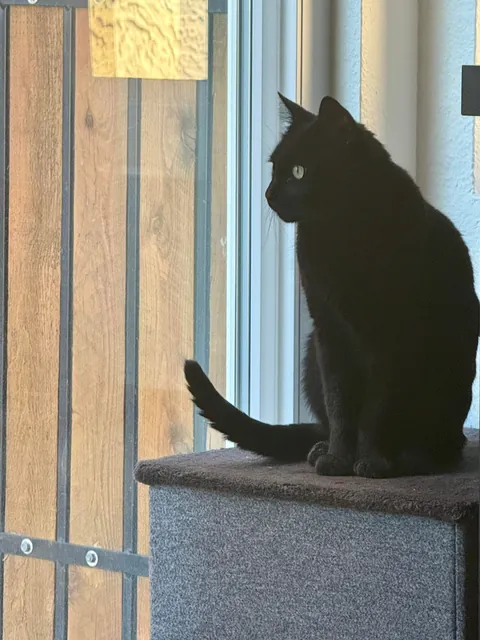 I foster failed! Meet Beatrix