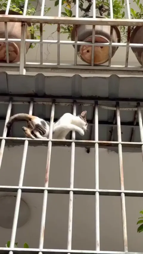 Cat slithering through the railing