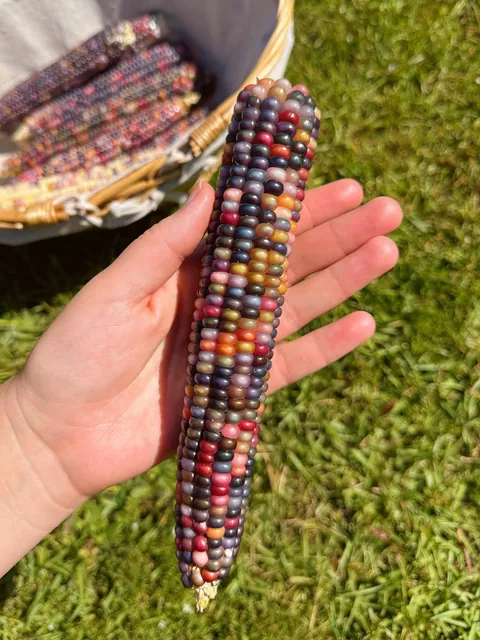 glass gem corn harvest! 🫶🏼