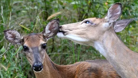 Backyard deer gets ear tick treatment from friend. [OC]