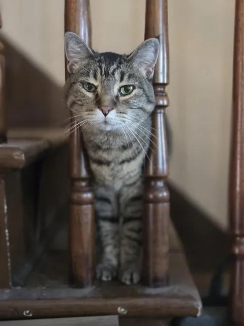 My grandma died today, so I decided to adopt this little lady. Please meet Charlotte, my very first cat. Please share any and all advice!