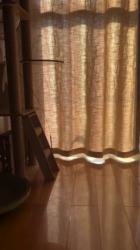 The shadow of cat walking through a draped curtain in the sunlight
