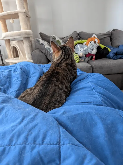 My beautiful tabby Spring, with tiny Lynx tips