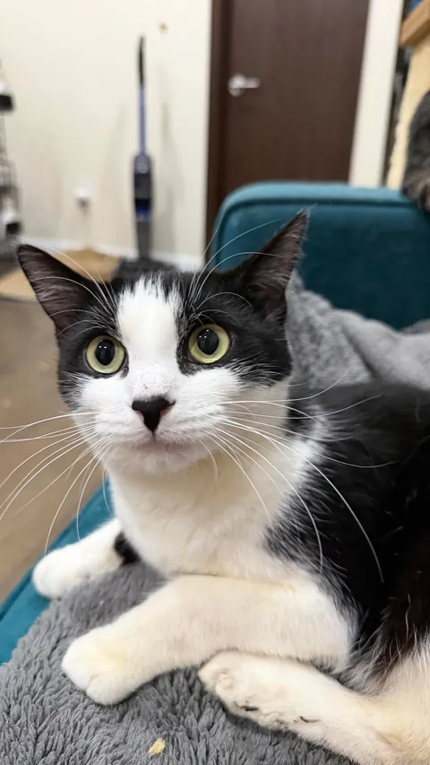 Final plea to help find Legacy, special needs cat, a home