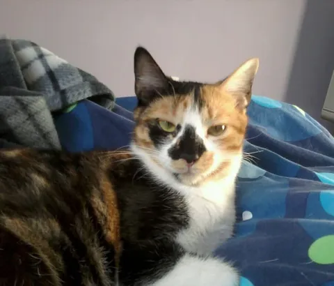 My best friend of 21 years passed away today, in my arms. I will love you forever, Sophia Malraux.