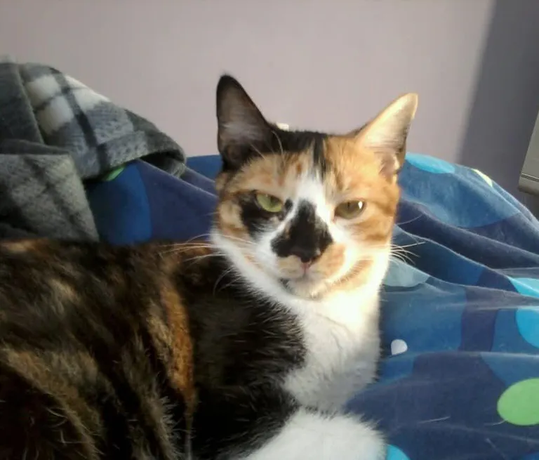 My best friend of 21 years passed away today, in my arms. I will love you forever, Sophia Malraux.