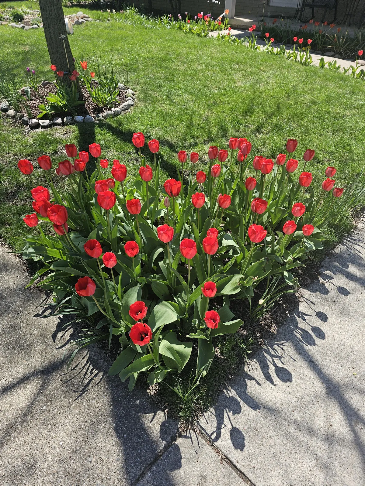 My "heart" of tulips