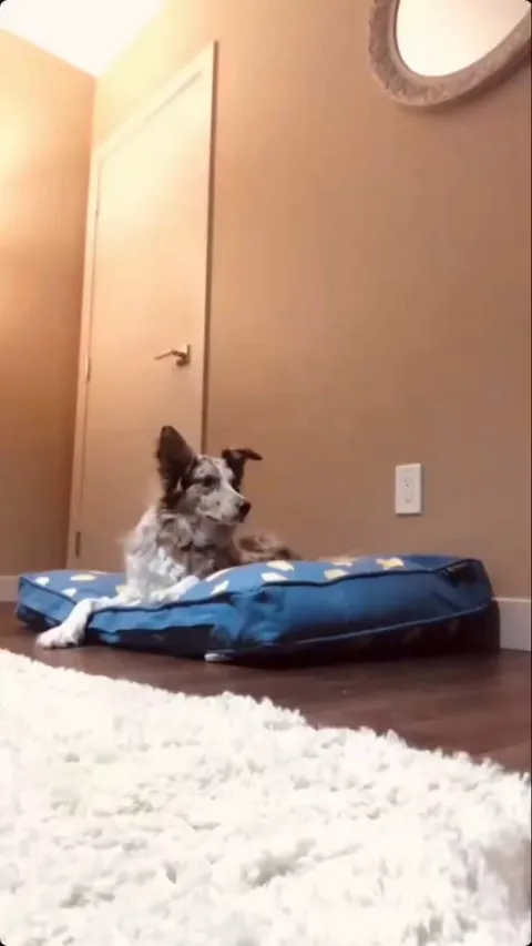 Dog's adorable reaction on owner laying on her bed