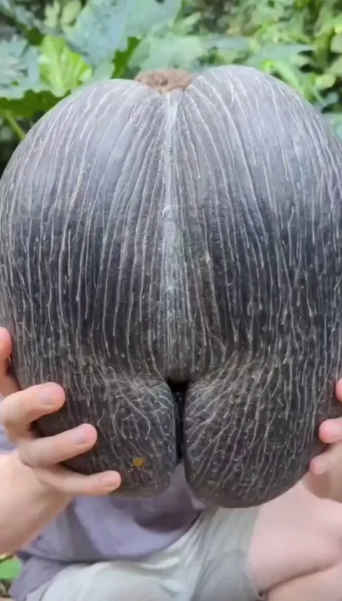 🔥the largest seed in the world, produced by the Coco de Mer palm tree.