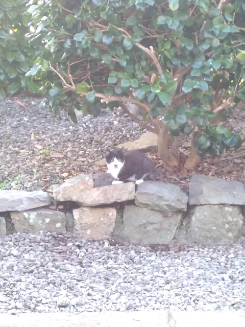 This ball of pure cuteness appeared in my garden a week ago, and hasn't left. I guess I have been adopted.