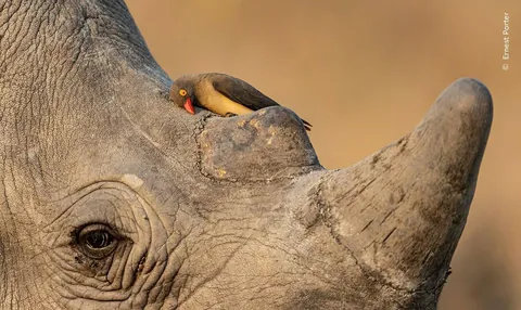 🔥Six Judges' Picks from the Shortlisted Images of Wildlife Photographer of the Year 62