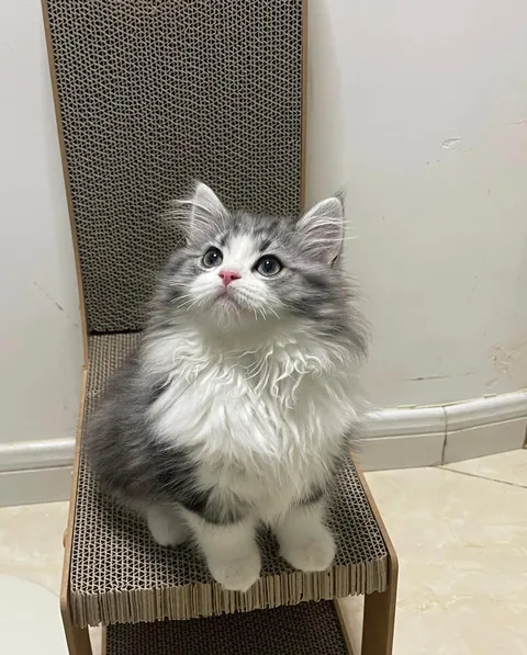 Katze Katze Katze ist so süß