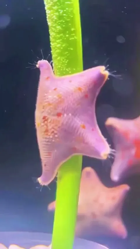 This starfish, pole dancing.