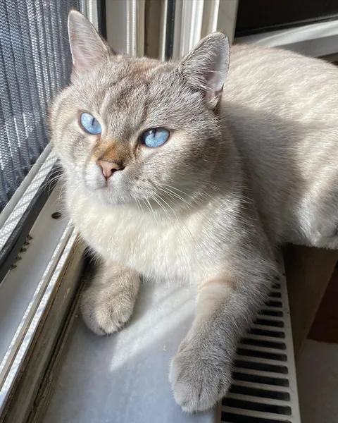 Before adopting (Leo)nardo and one year later