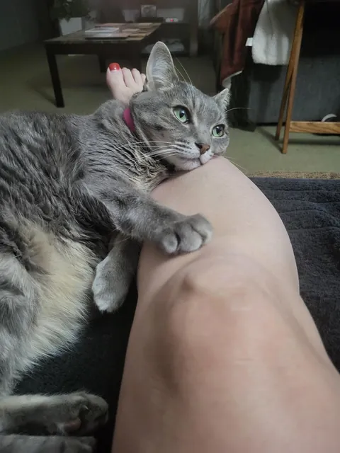 My cat thinks I am a pillow.