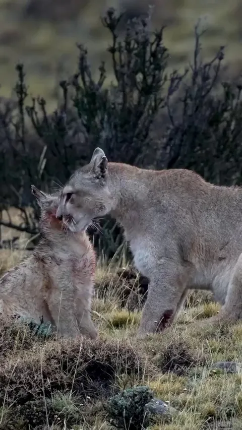 This puma mom cleans the blood off her cub after eating; at such a young age, the cub depends completely on its mother, and this is crucial to avoid attracting other predators and putting it at risk.