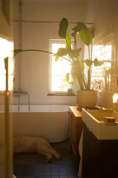 Swedish bathroom bathing in warm summer light