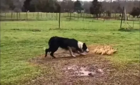 A border collie gently guiding ducklings into a puddle