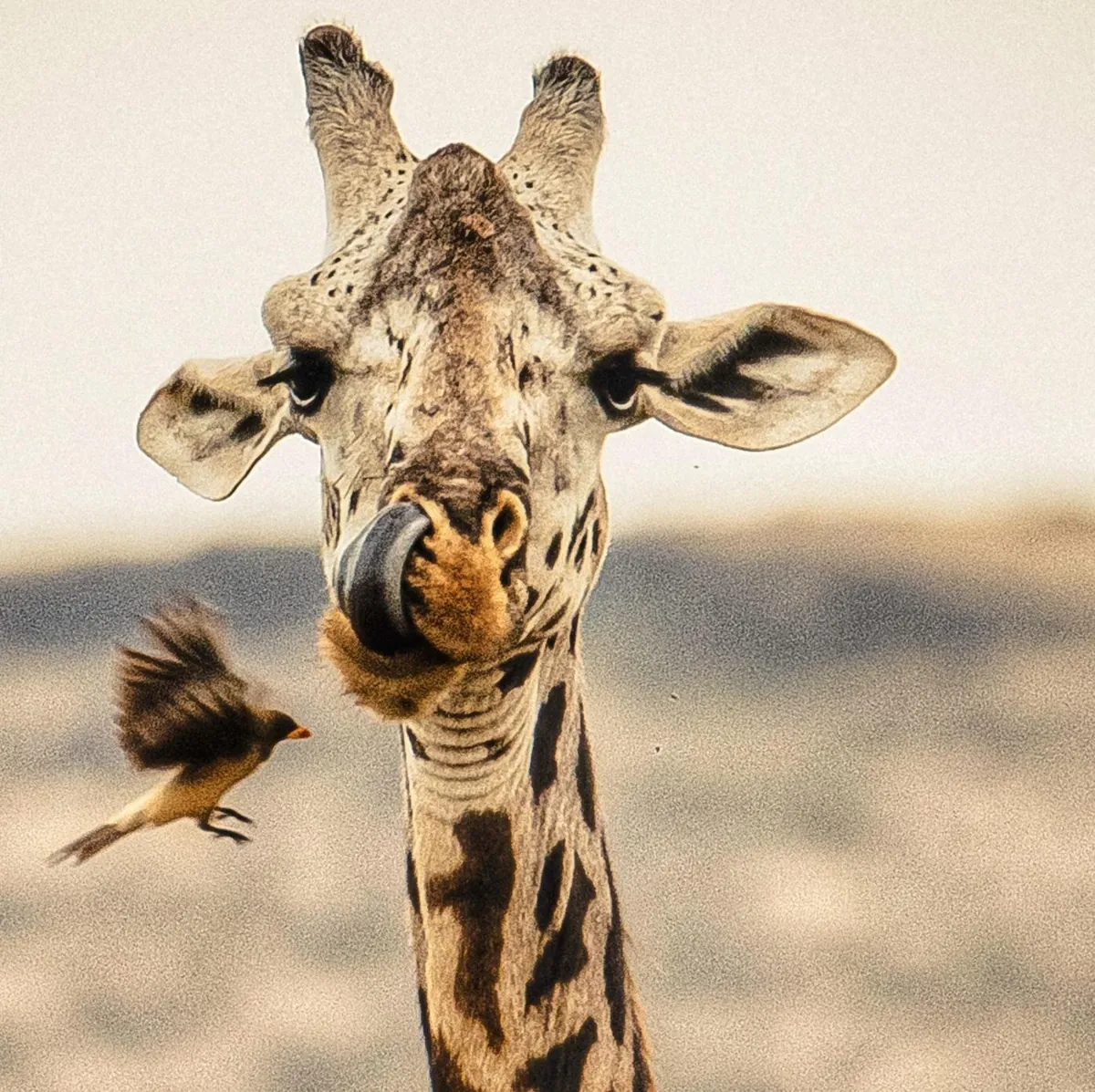 Giraffe with tongue in nose