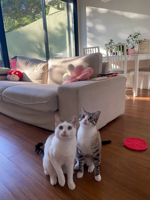 This is your reminder to please ADOPT don’t SHOP ^-^