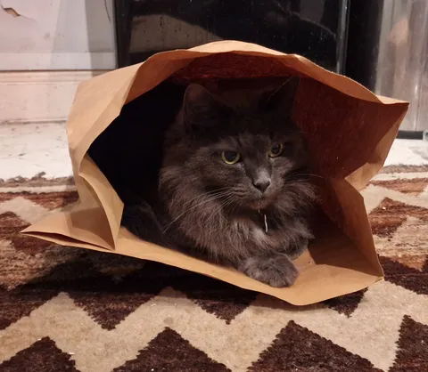 Ordered burgers tonight and.... he went in the empty paper bag