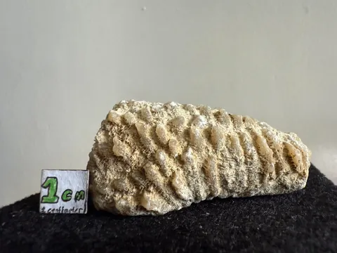 Some of my potentially scientifically important fossils in this country.