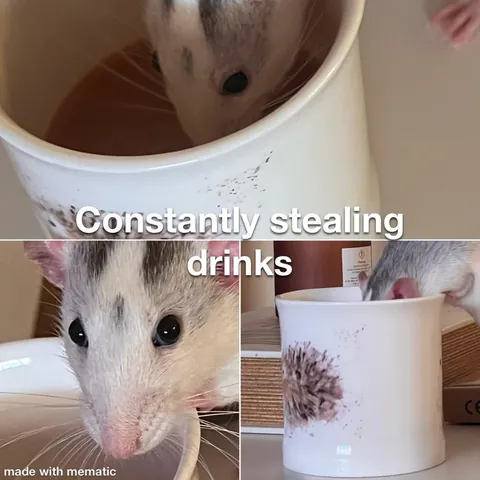 This week in RAT CRIMES 🚨