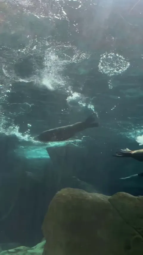 Watch this sea lion do a cool underwater trick.
