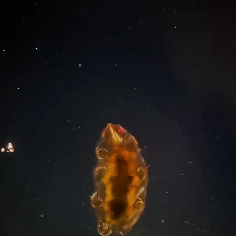 A tardigrade (water bear or moss piglet) walks across a glass slide
