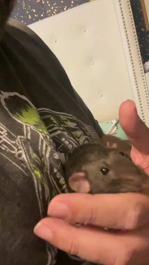 Tell me this rat is not plotting against me!