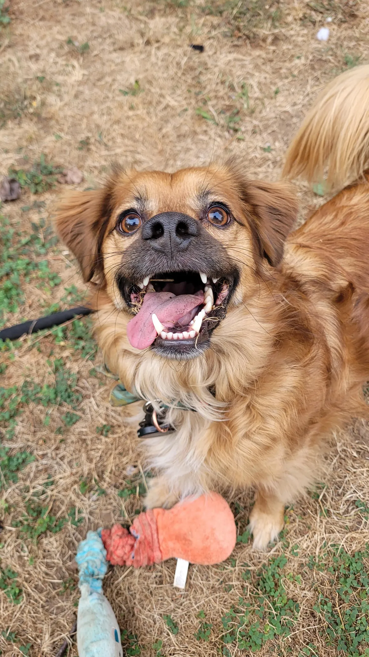 This is Mr. B and he is a professional menace