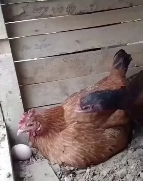 Look after your eggs, girl!