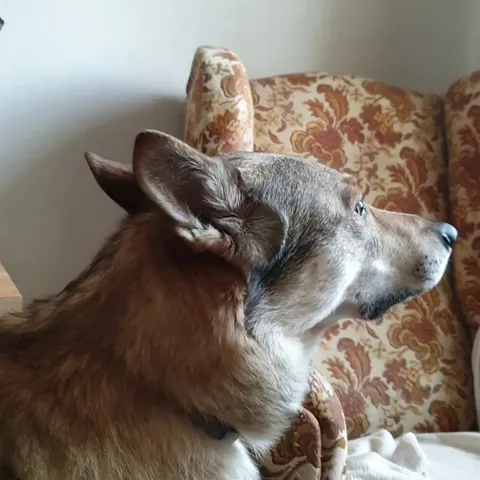 My dog has a favourite song. He puts his ears directly to the stereo and stare through the window for minutes.