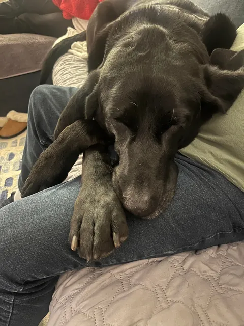 My pupper is one cozy, lazy  guy