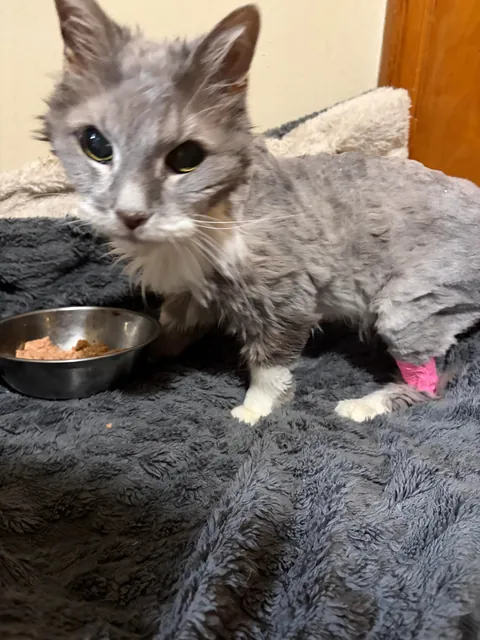 Update on Stella: the emaciated, abused cat, confined to a bathroom for 10 years - mats are removed and she’s ready for her new life with her loving home!